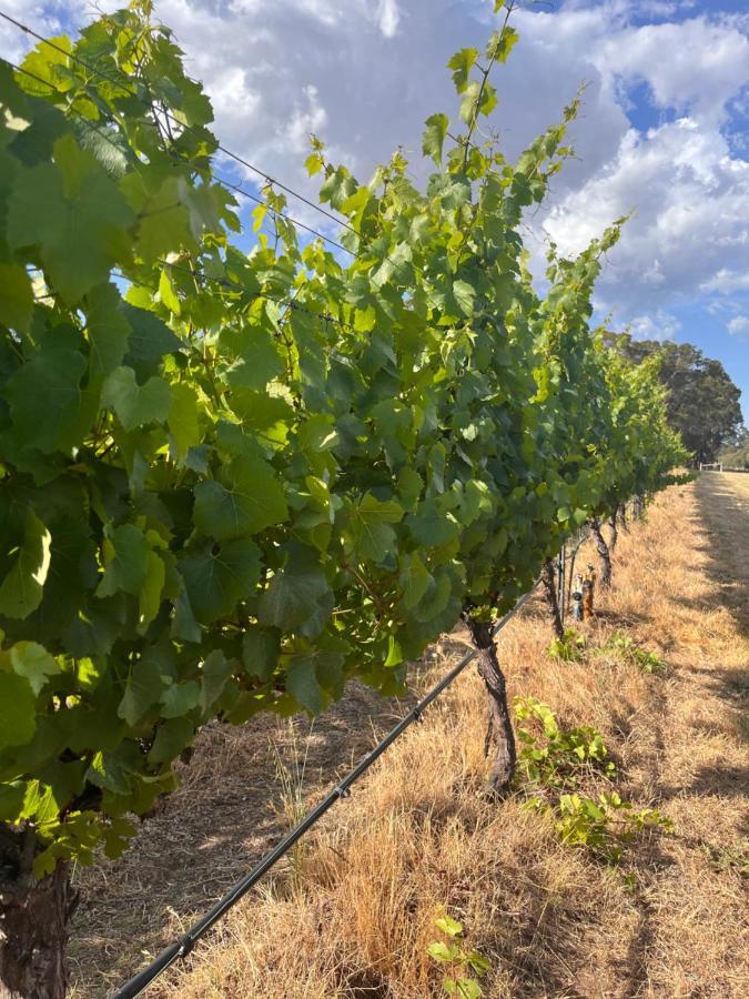 Island Brook Estate Vineyard And Chalets Yelverton Εξωτερικό φωτογραφία